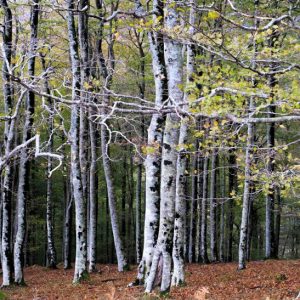 otoño en ordesa